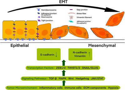 Long Noncoding RNA and Circular RNA: Two Rising Stars in Regulating Epithelial-Mesenchymal Transition of Pancreatic Cancer